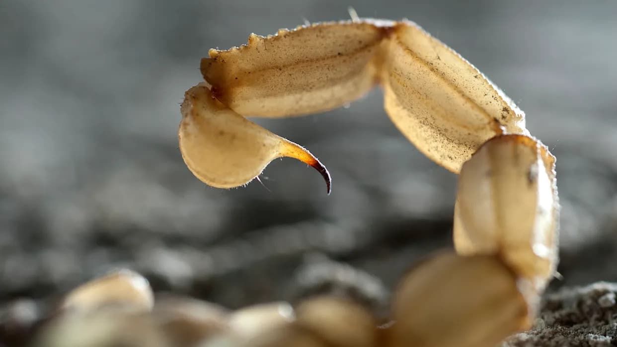 Ancient 3.3‑Foot Scorpion Roamed Floodplains 415 Million Years Ago — Before Trees Existed