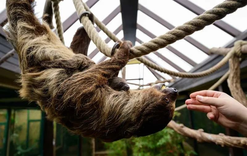 Sloth "Jumping Genes" May Reveal Secrets To Healthy Ageing And Extremely Low Metabolism