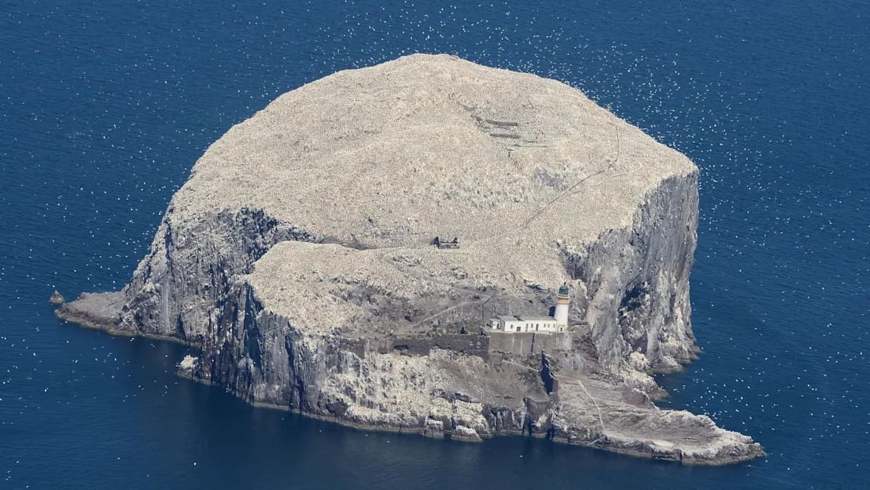 Historic Transfer: RSPB Scotland Buys Bass Rock and Craigleith to Protect Declining Seabirds