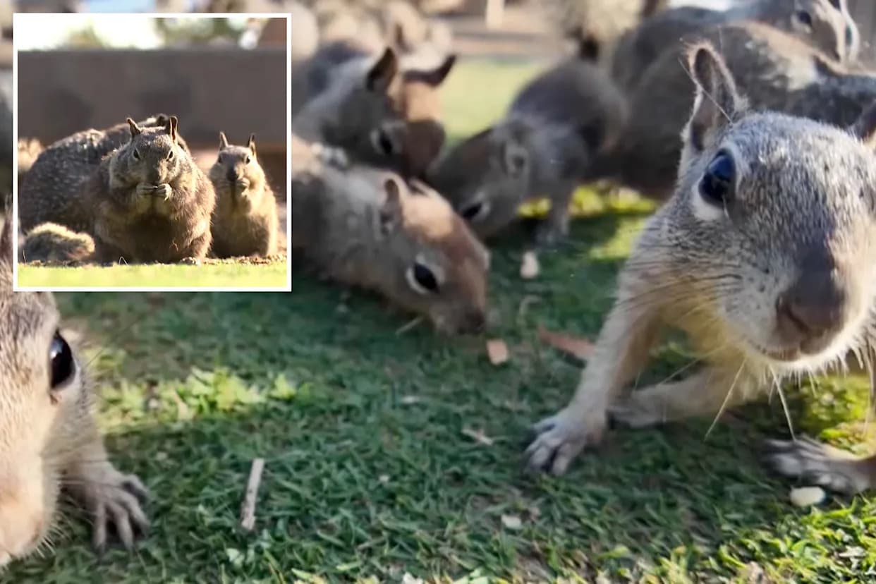 Santa Monica Asks Visitors to Stop Feeding Squirrels as Population Booms in Palisades Park
