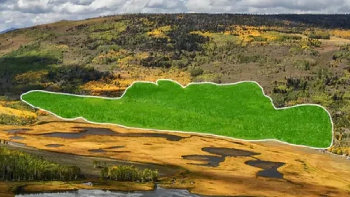 Scientists Capture Eerie Rumbles From Pando, The World's Largest Living Organism