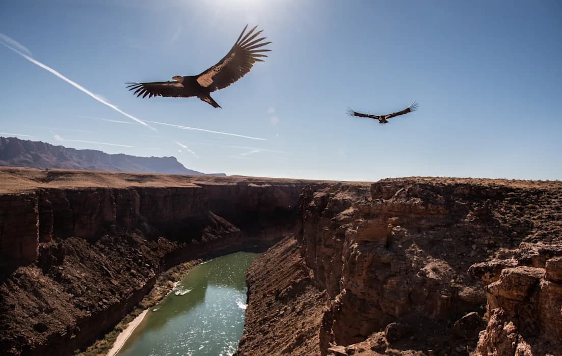 Despite Progress, Lead Ammunition Still Threatens California Condors