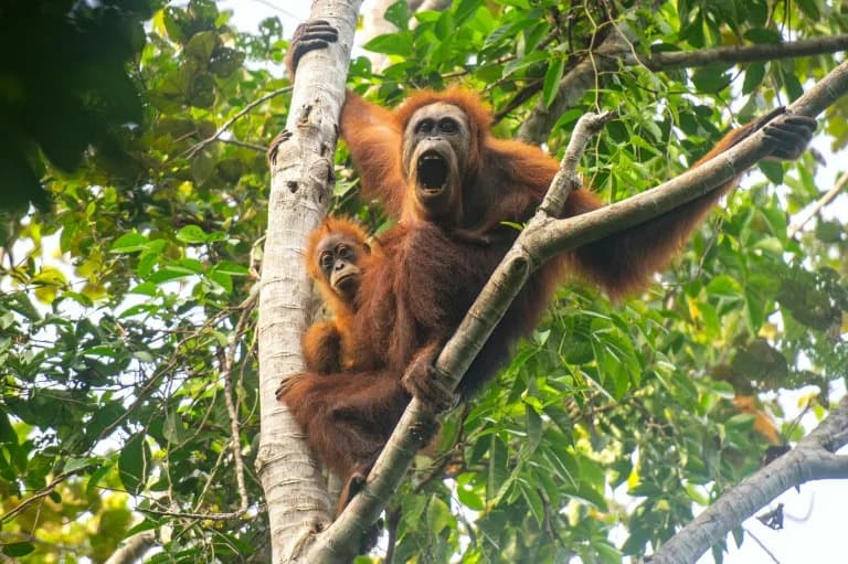 Climate-Driven Landslides Kill Nearly 10% Of Endangered Tapanuli Orangutans, Study Finds