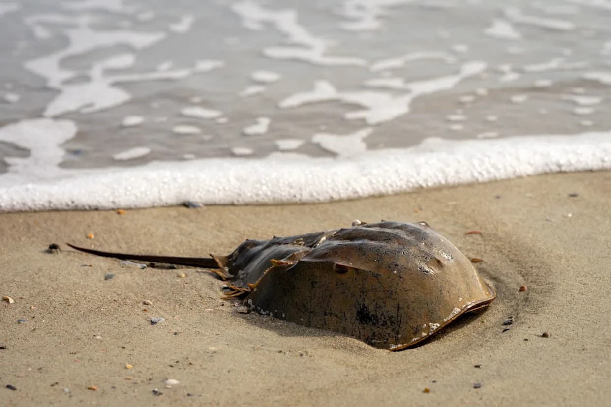 Conservation Group Sues to Force ESA Protections for Atlantic Horseshoe Crab After February 2026 Rejection