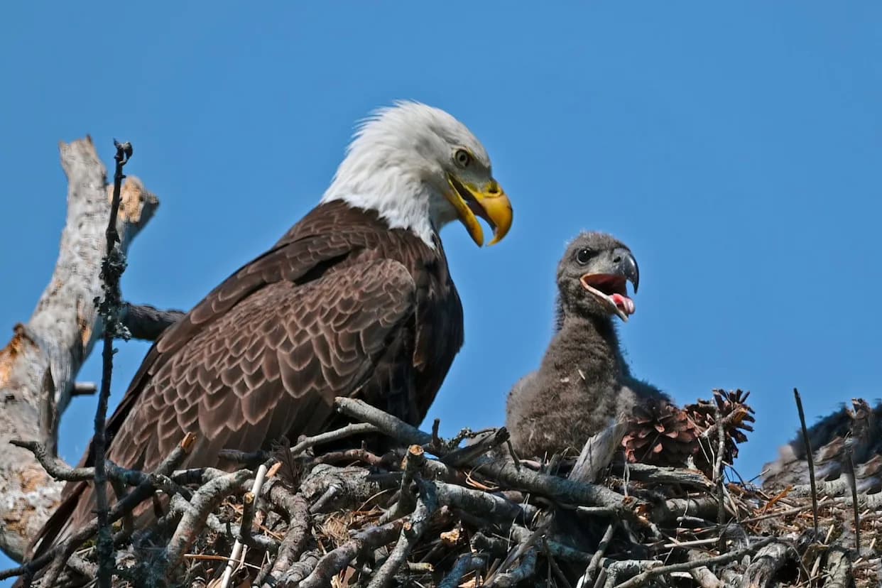 Thousands Back Petition to Move July 4 Fireworks Away From Big Bear Bald Eagle Nest