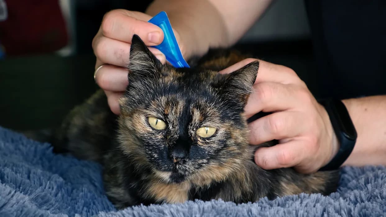 Vets Urge Ban On Over-The-Counter Spot‑On Flea Treatments Citing Environmental Harm