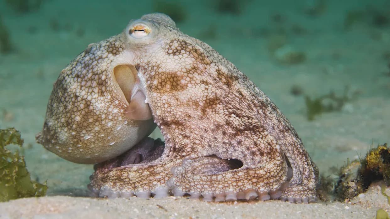 Octopuses Learn to Use Mirrors to Locate Hidden Prey — First Mirror Use Demonstration in Invertebrates