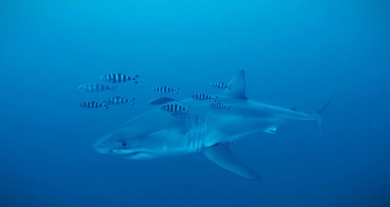 Watch: Historic First Underwater Footage of a Great White Shark in the Mediterranean