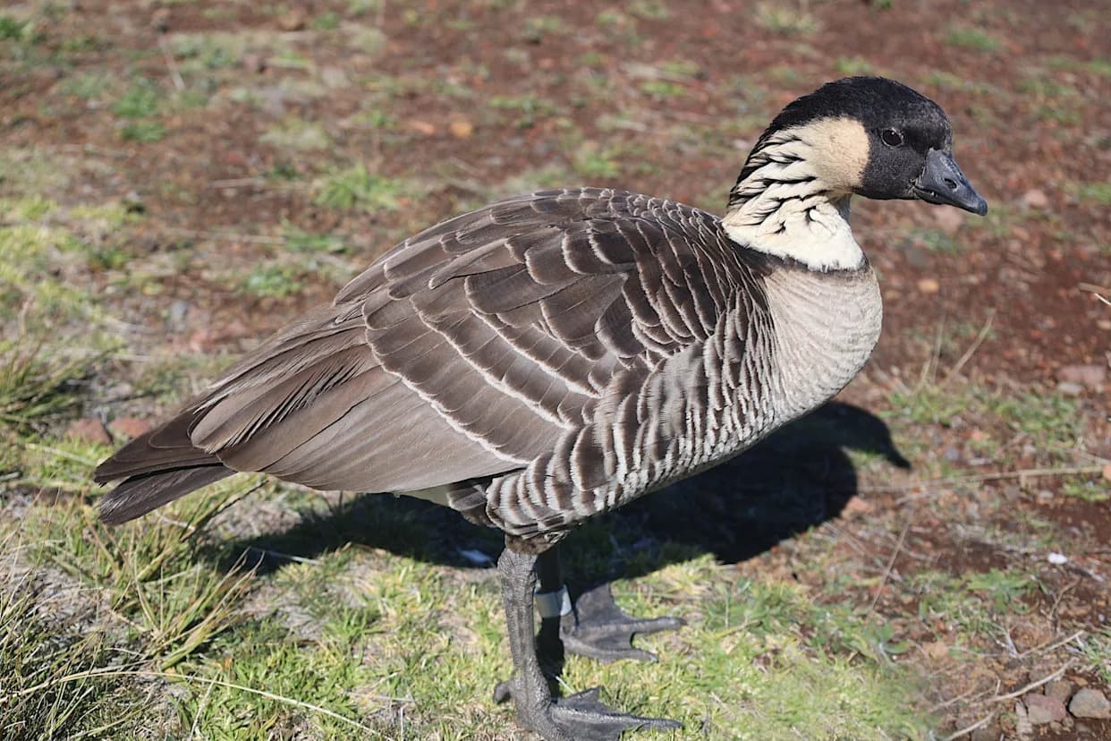 Hope Flies Home: Nēnē Reintroduced to Molokaʻi in Island Restoration Effort