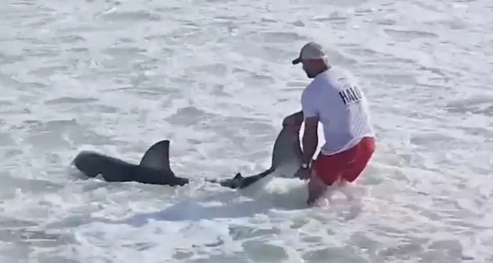 Nantucket Fisherman Wades In To Free Hooked Great White Shark