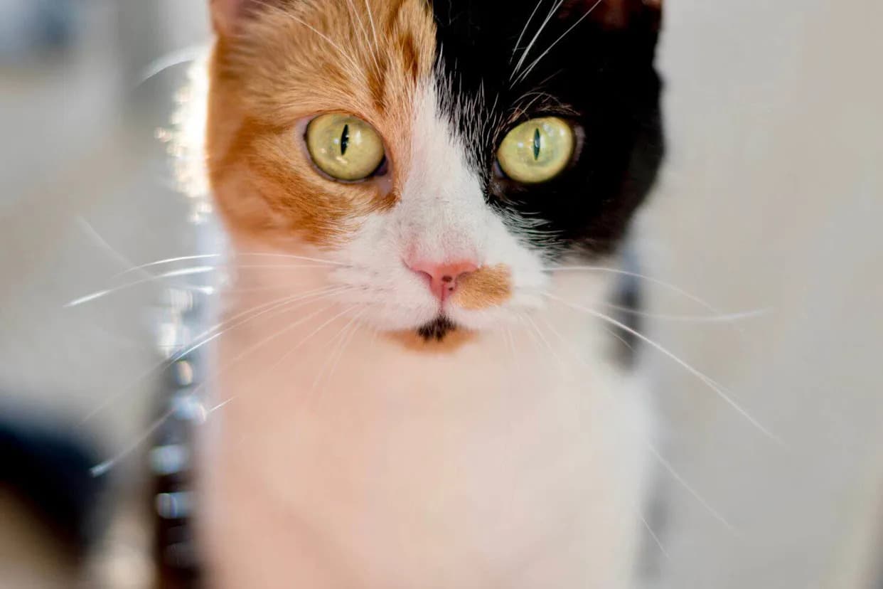 How One Genetic Switch Makes Cats Orange — And Explains Calico and Tortoiseshell Coats