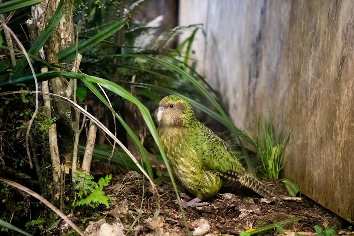 Kākāpō Comeback: New Chicks Give Hope — Now the Hard Work of Letting Go Begins