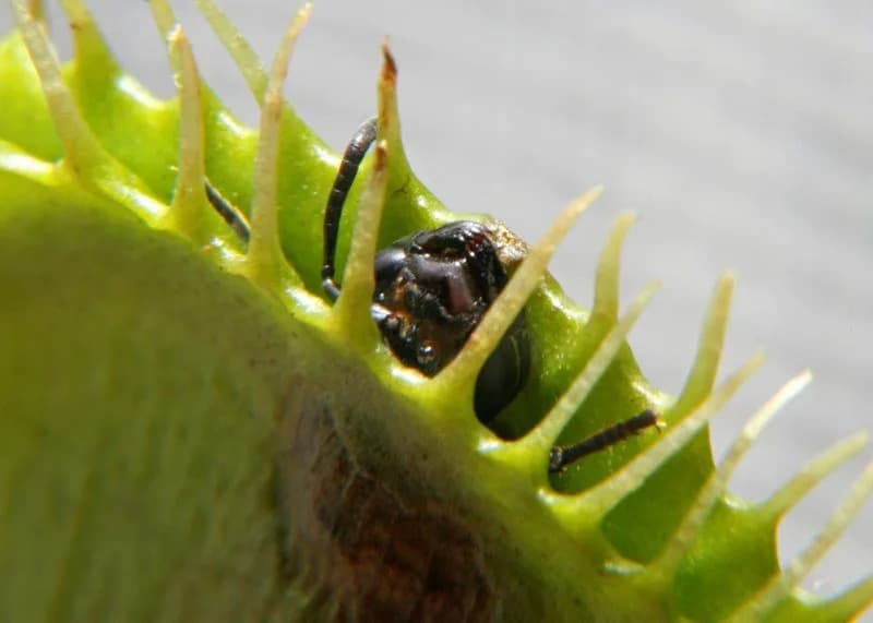 How the Venus Flytrap Snaps: Rapid Cell-Wall Softening Triggers Lightning-Fast Closure