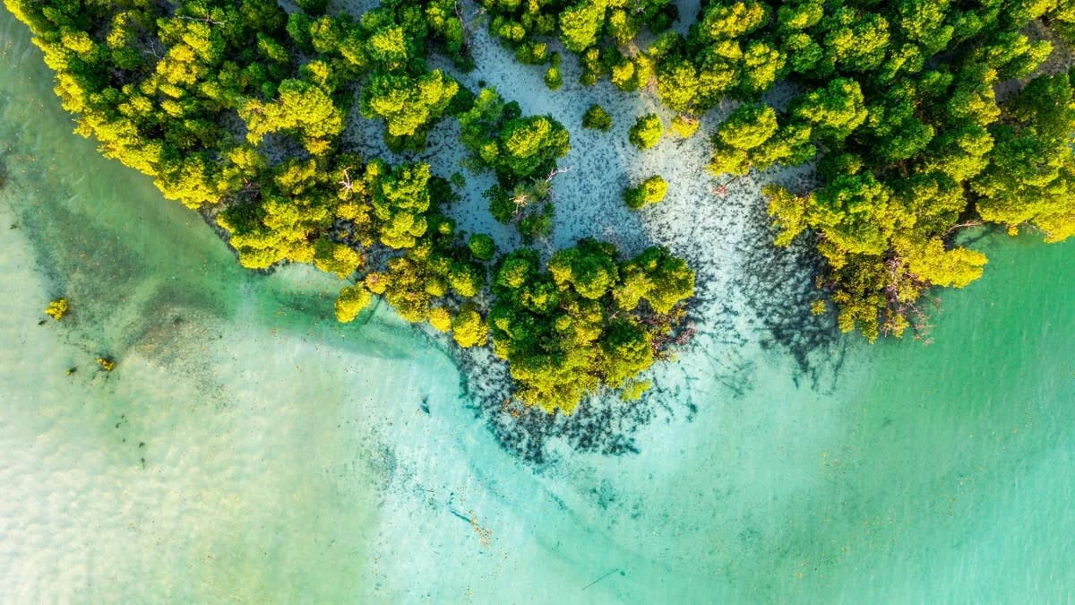 How People Can Help Mangroves Hold Back Climate and Storm Damage
