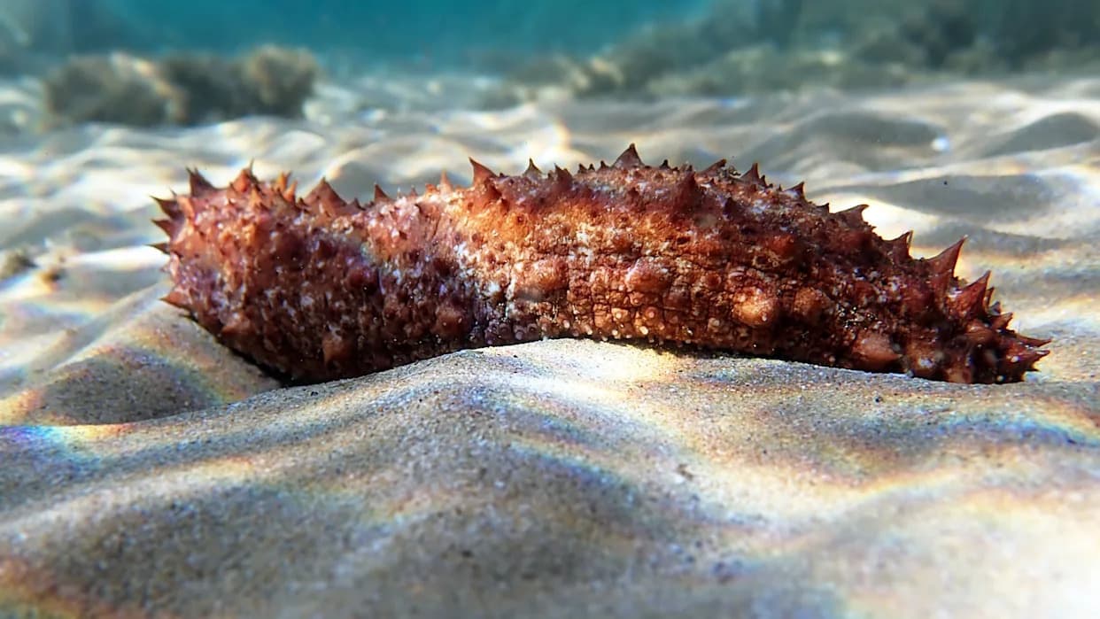 'Alive' Outside the Body: Sea Cucumber Tissue Survives And Functions Independently For Years