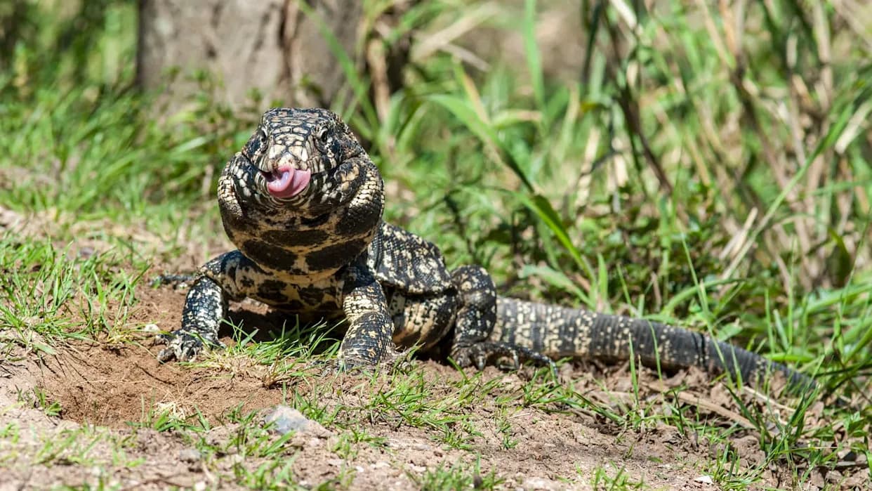 Invasive 4-Foot Argentine Tegu Spreads Across the U.S. South — Officials Urge Early Detection