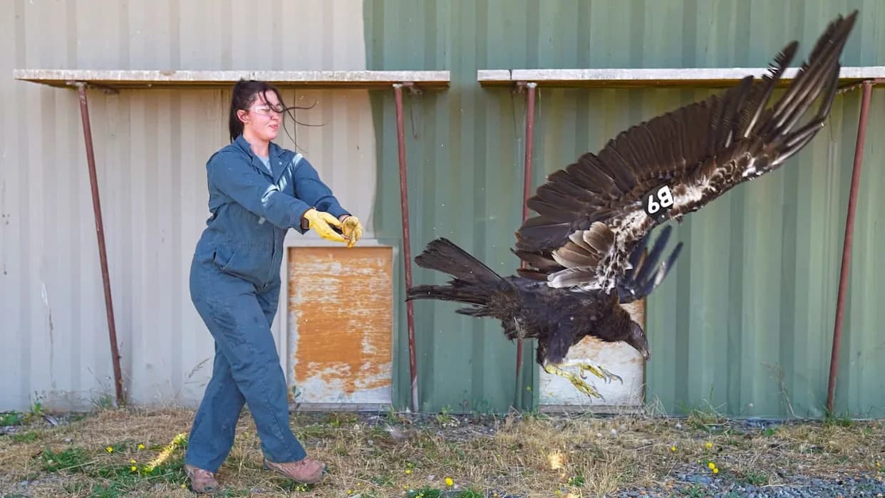 California Condor Spotted In Oregon For First Time Since 1904 — Young Condor B9’s 380‑Mile Journey