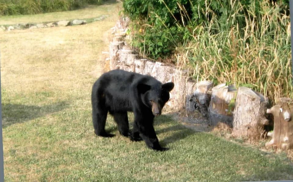 Nearly 600‑Pound Black Bear Collared in Ohio as Sightings Reach Record High