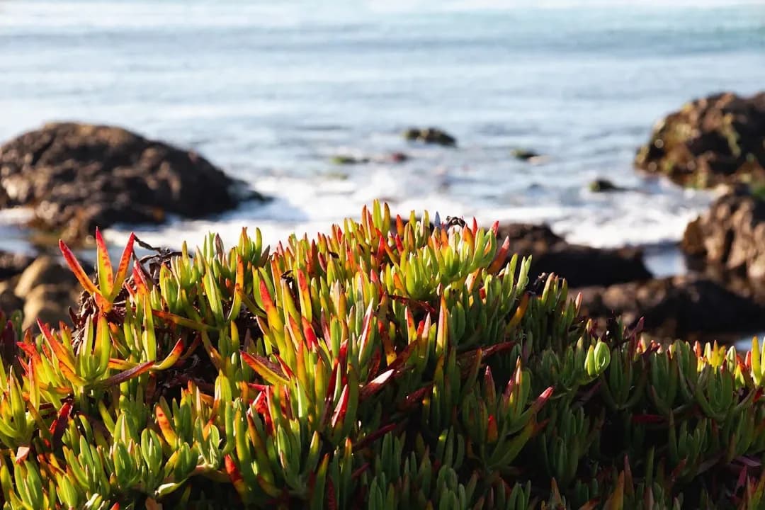 Vanishing Giants: How California’s Kelp Forests Collapsed — And How We Can Save Them