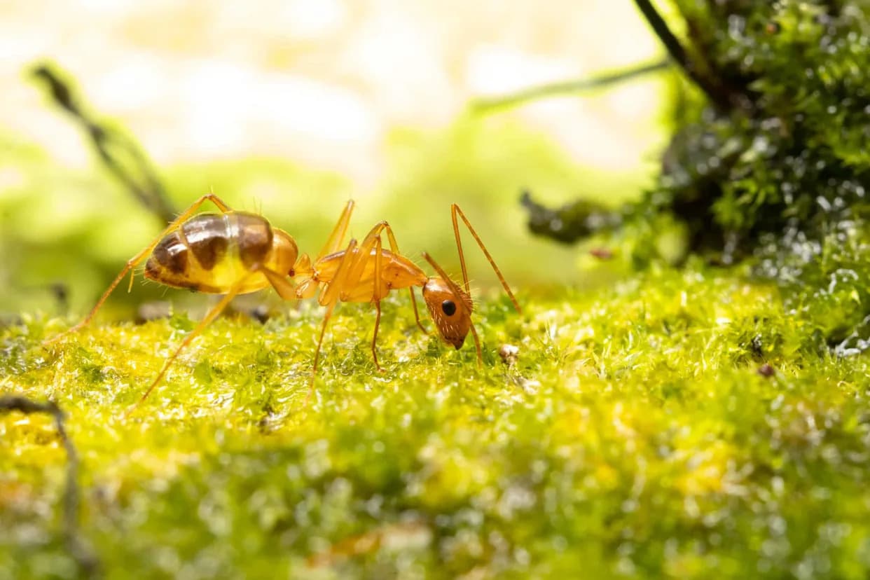 New AWICIS Tool Quantifies How Invasive Species Cause Animal Suffering