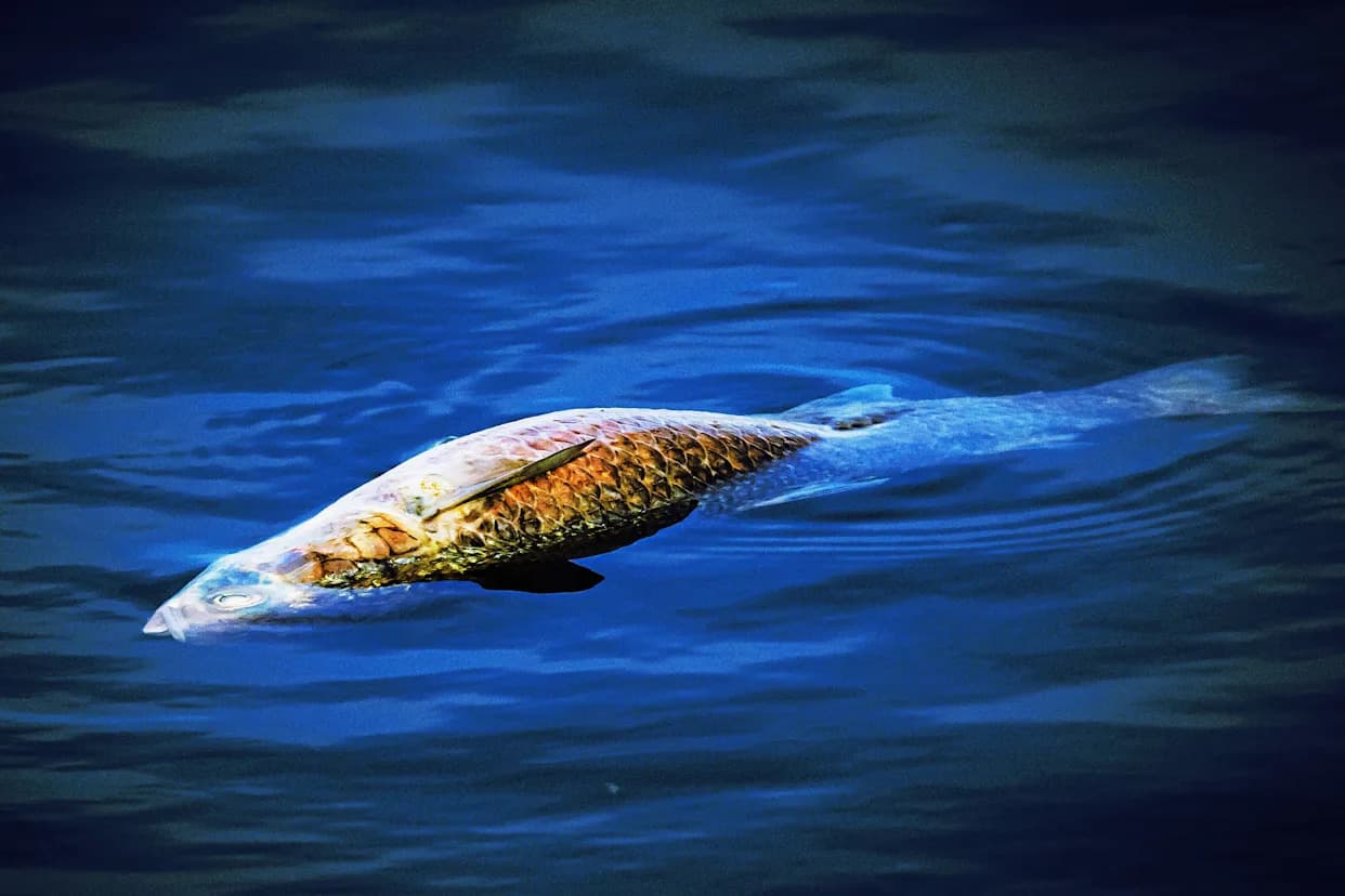 Early-Season Heat Triggers Mass Fish Die-Offs Across U.S. Waters