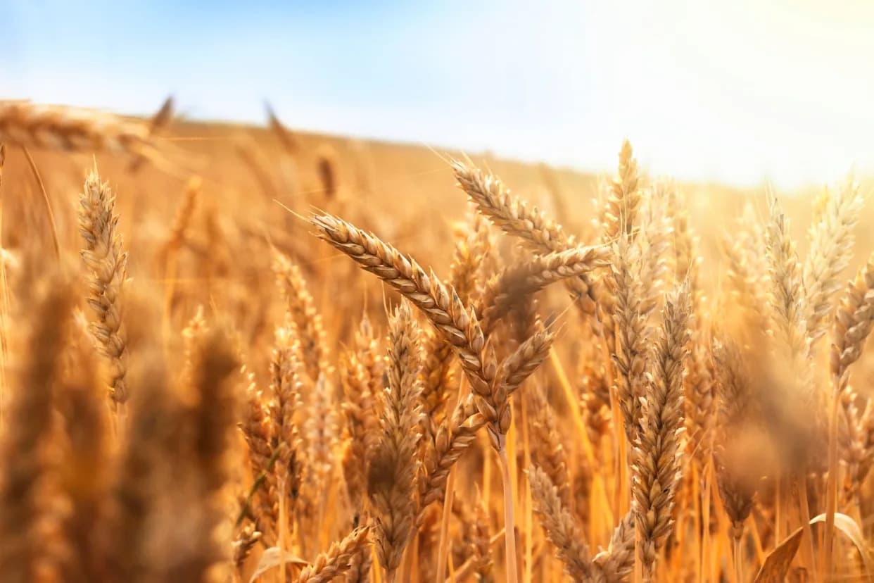 Regenerative French Farms Lost Far Less Wheat in 2023 Drought — Enough Saved for 130 Million Baguettes