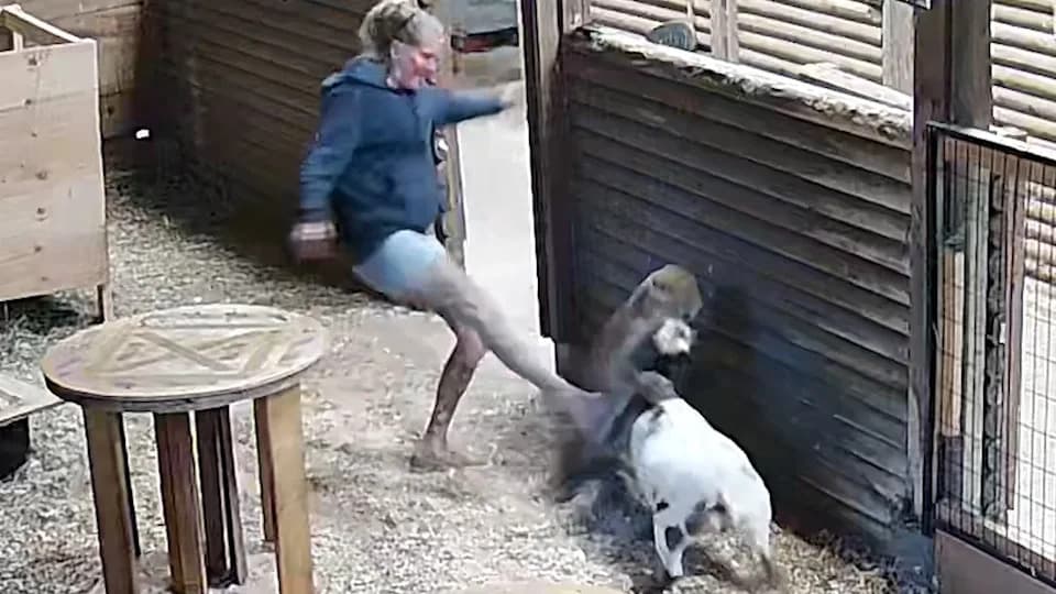 Canadian Farmer Rushes In, Kicks Off Cougar To Save Her Nigerian Dwarf Goat