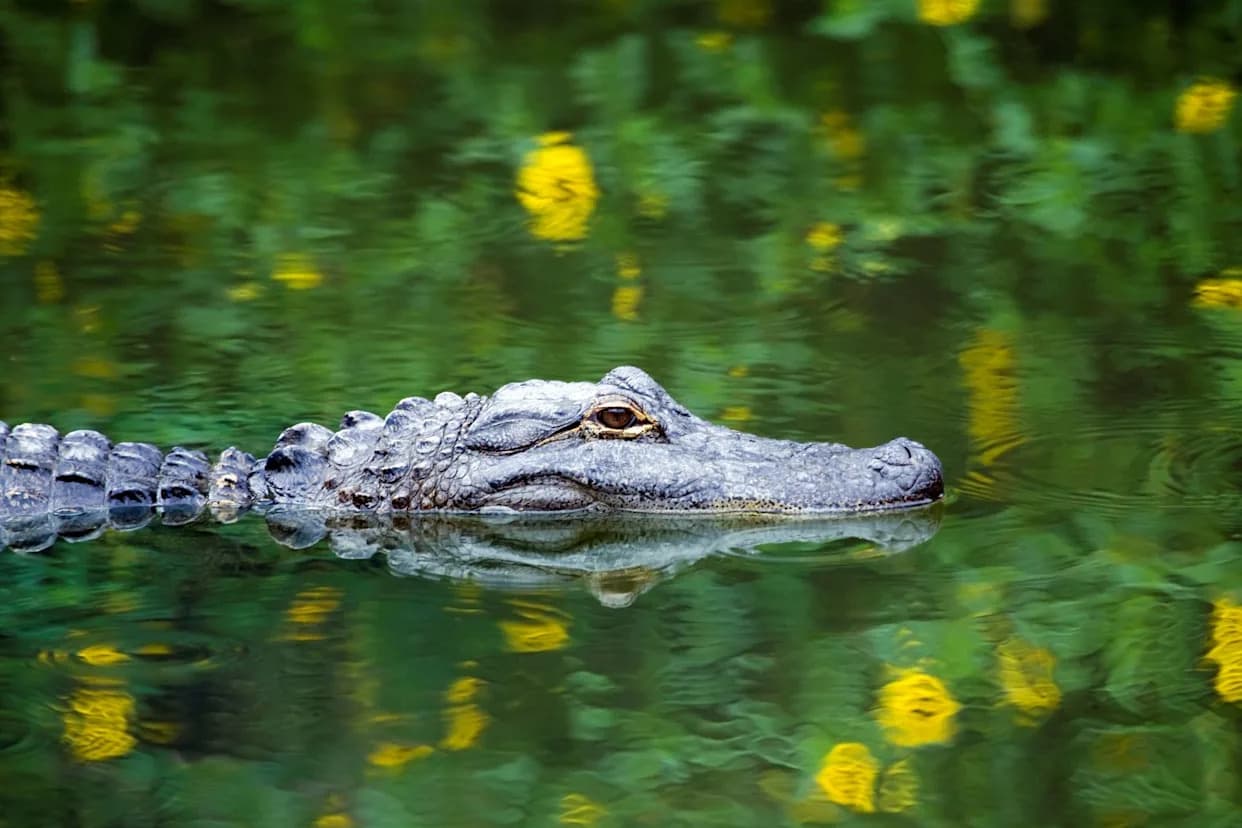 Study: 96% Of Florida Alligator Attacks Linked To Risky Human Behavior — How To Reduce Your Risk