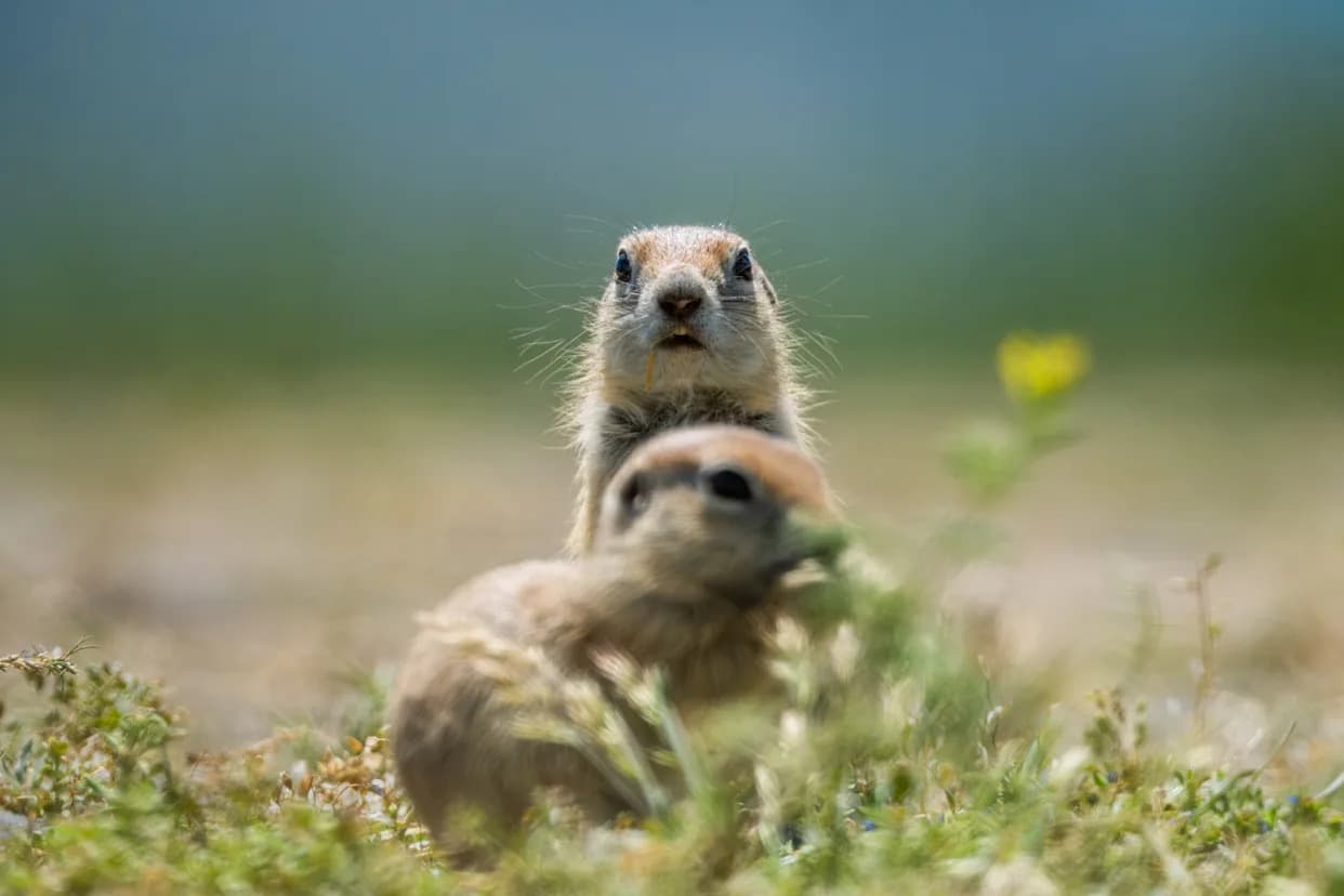 Ancient Ground Squirrels Dug Up DNA That Shows They Feasted on Mammoths and Other Megafauna