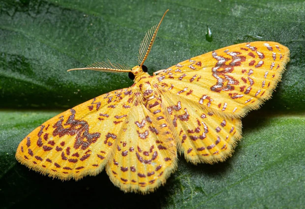 Eight Moth Species Hid Within One For 200 Years — Scientists Reveal a Cryptic Complex in Brazil