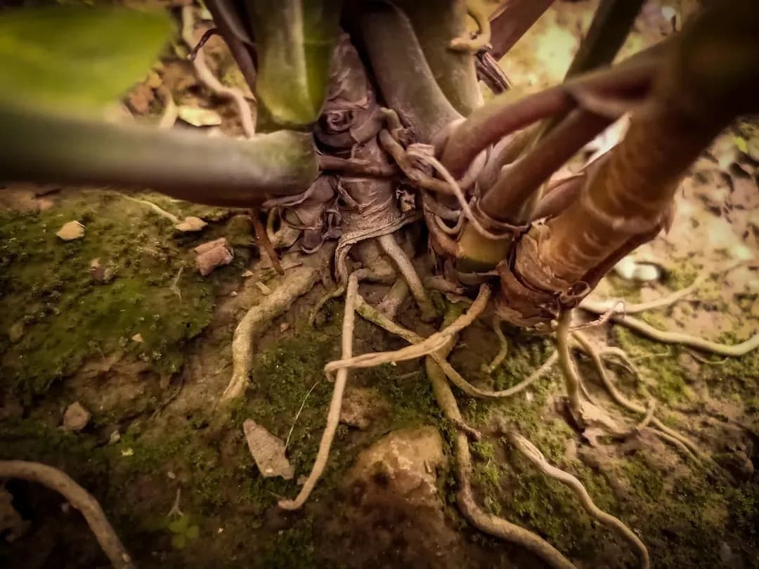 How Plants 'Talk' Underground: The Science of Mycorrhizal Networks