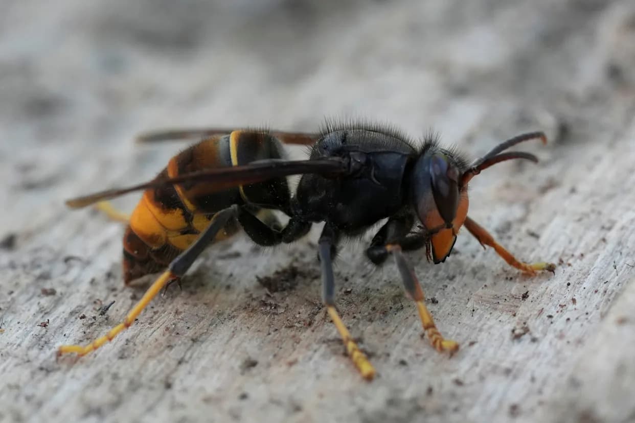 Georgia Warns Residents: Invasive Yellow-Legged Hornet Nests Can Hold Up To 6,000 — Report Sightings