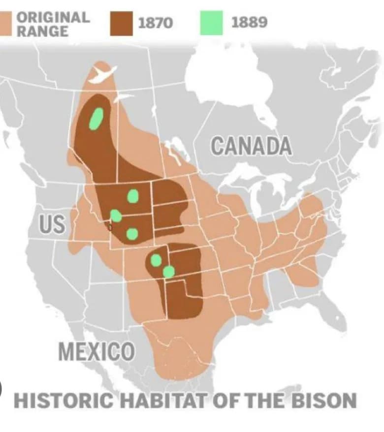BLM Denies Wild Bison Grazing Lease — Appeal Filed as Yellowstone Herds Face New Pressure