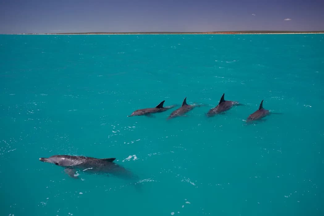 Female Dolphins Use 'Names' To Avoid Coercive Males, Study Finds
