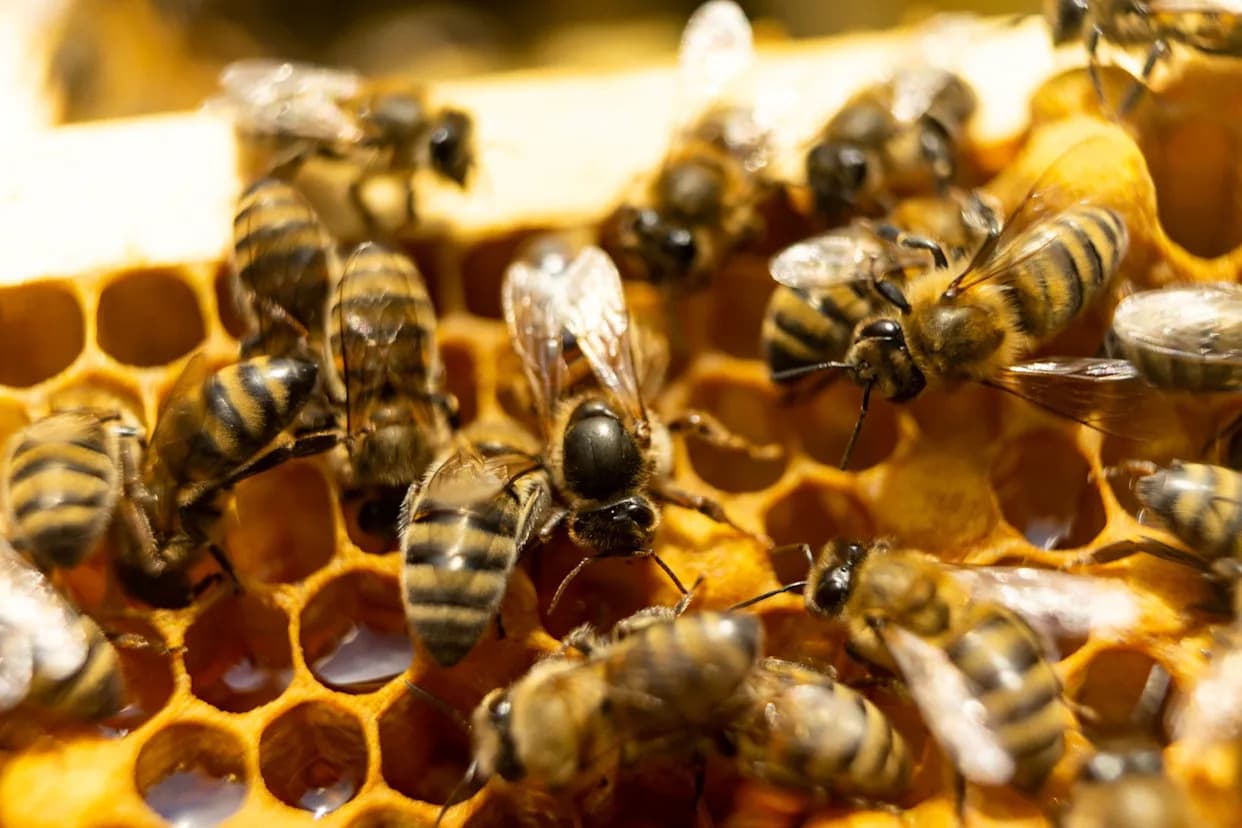 U.S. Beekeepers Lose 55.6% Of Managed Hives — Varroa Mite Fuels Worst Die-Off On Record