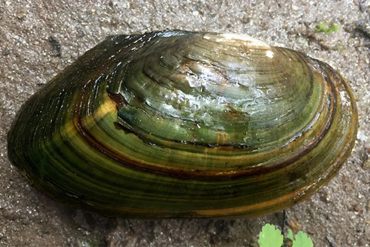 After 200-Year Barrier Falls, 750 ‘Functionally Extinct’ Mussels Return to Virginia’s South Anna River