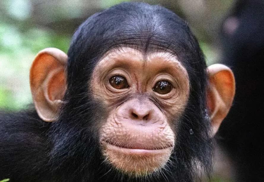 Infant Chimp Beau Rescued From Illegal Wildlife Trade, Now Recovering at Tchimpounga Sanctuary