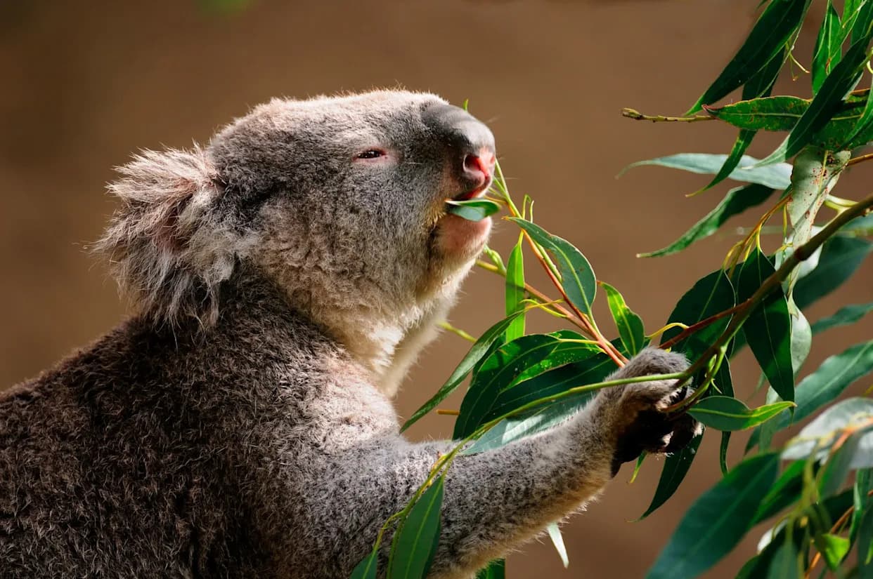 Koala Boom in South Australia Is Stripping Forests Bare — Scientists Warn of Starvation Crash