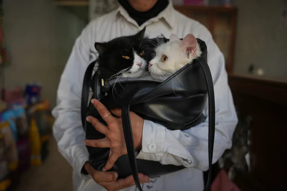 Rare Veterinary Clinic Still Operating in Gaza as Pet Care Collapses