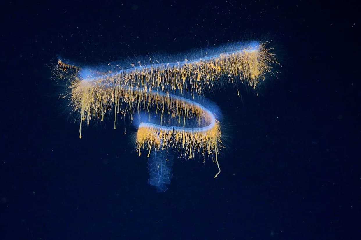 Scientists Identify 31 Strange New Deep‑Sea Species Off Brazil — Many Look Alien