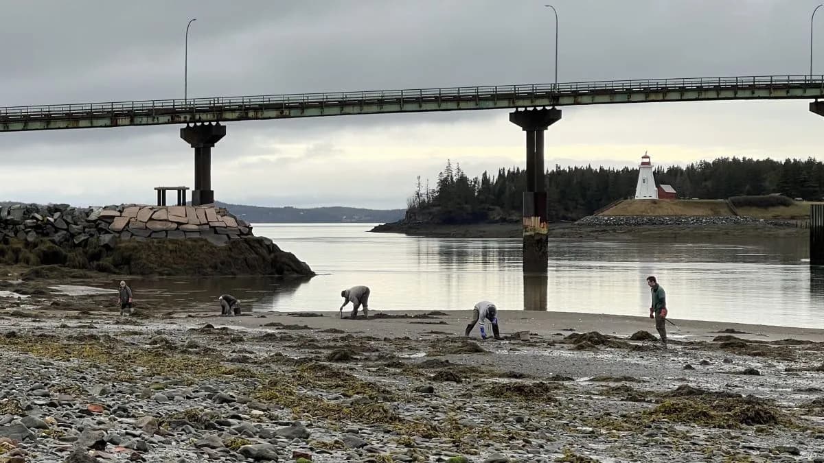 El Niño Threatens Maine Clam Flats — Lubec Plants Seed Clams as Risks Rise