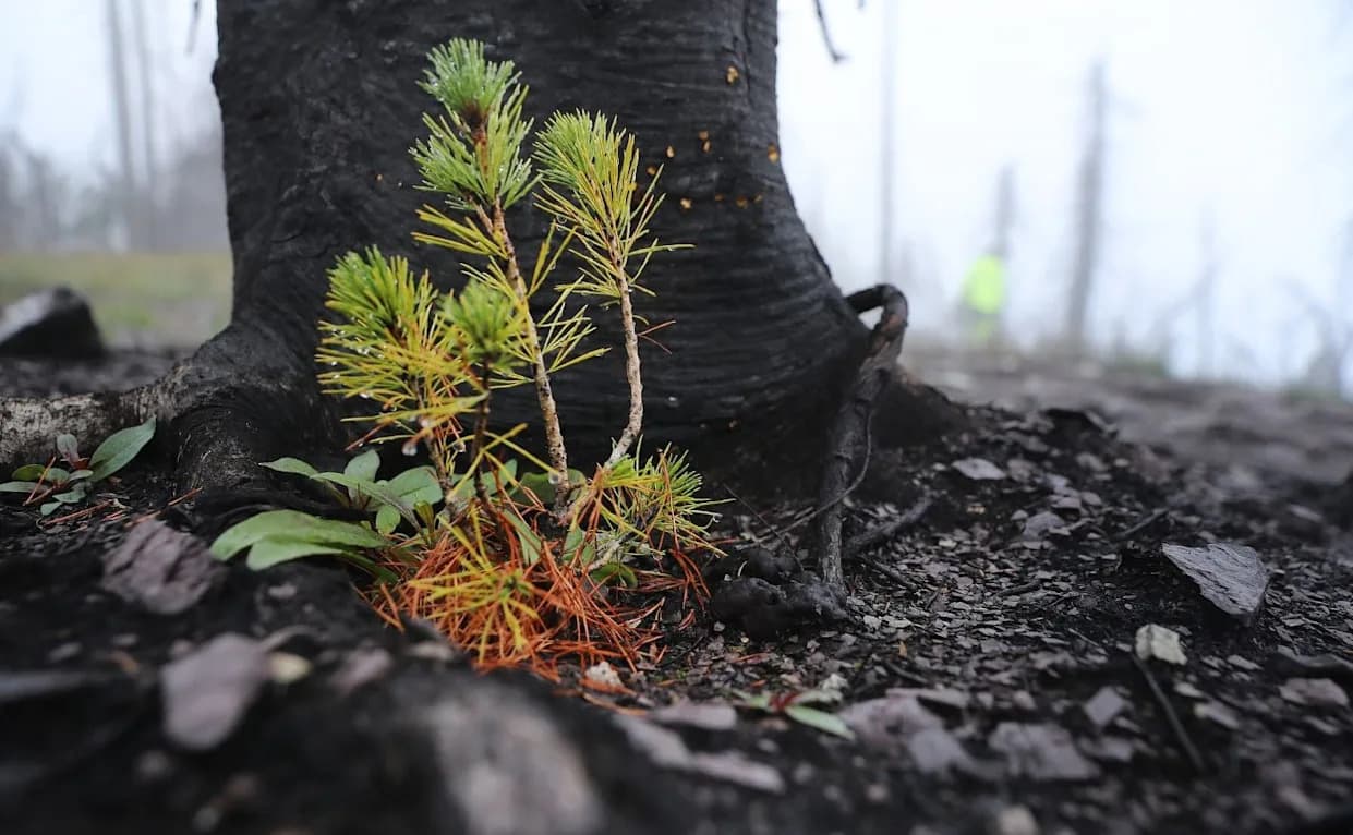 What Dead Ecosystems Teach Us About Recovery: How Remains Shape the Future of Nature