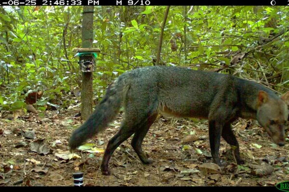 Unseen No More: Camera Traps Reveal ‘Ghost Dog’ Thriving in Amazon Uplands