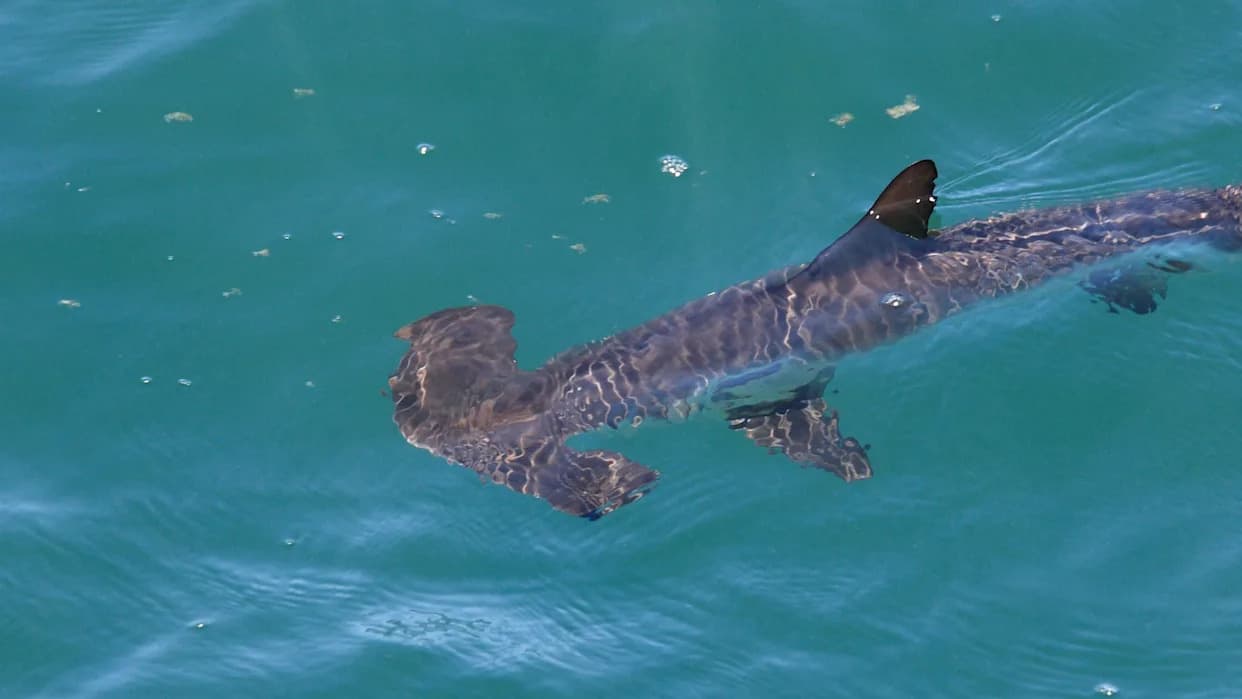 Under Miami’s Skyline: Juvenile Hammerheads Lose Nursery as Biscayne Bay Turns Ocean-Like