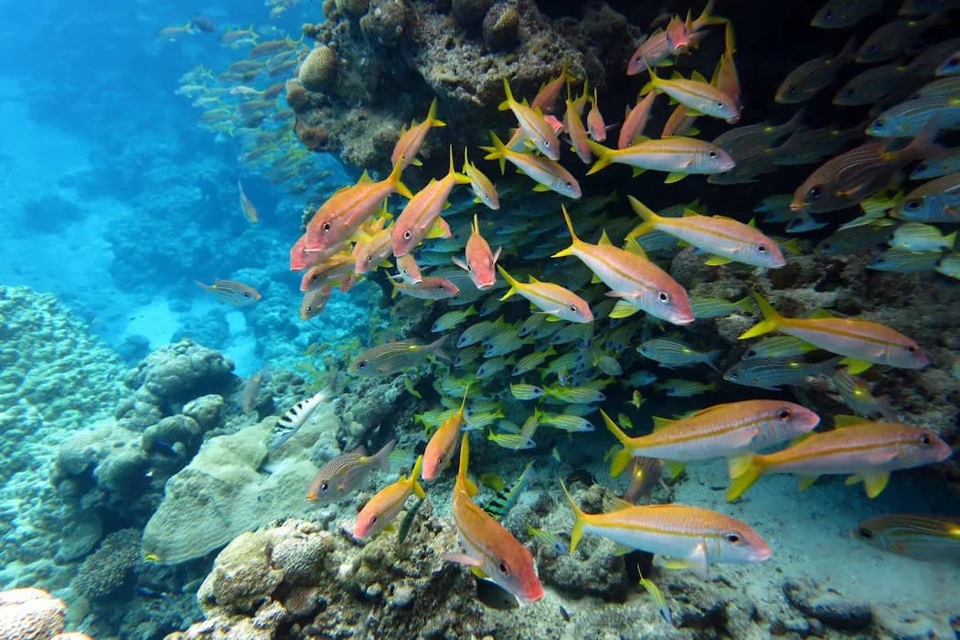 30x30 Isn’t Just About Area: Why Ocean Protection Must Be Made Real