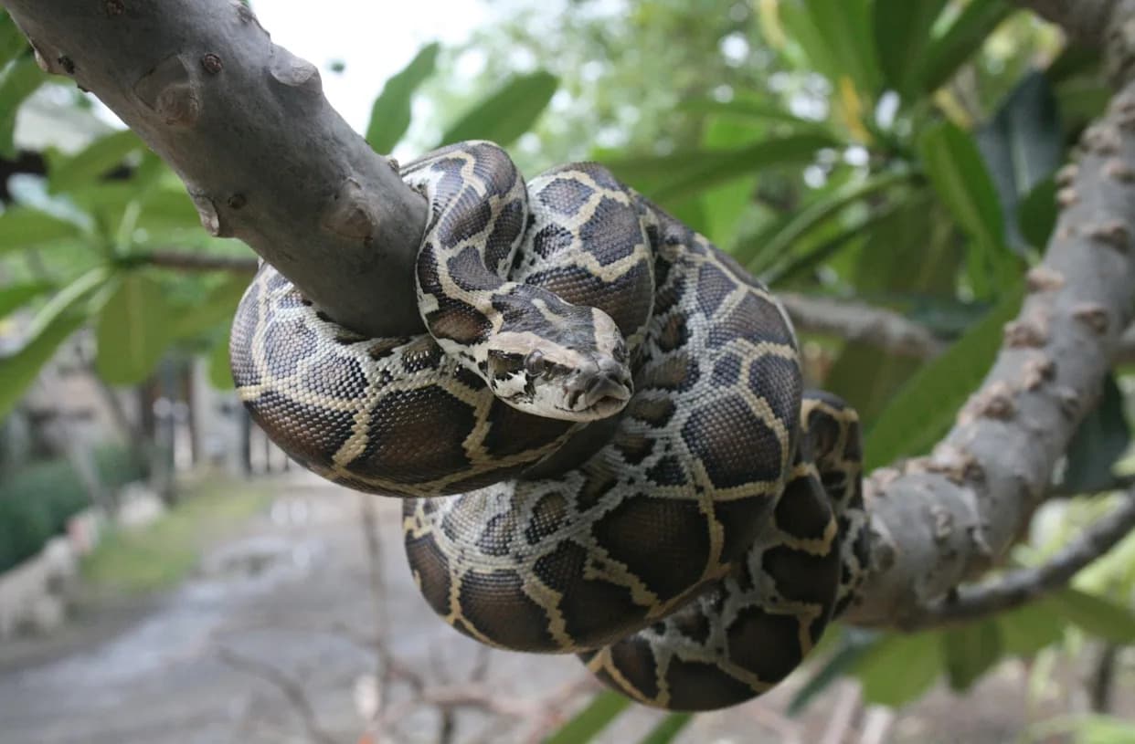 Burmese Pythons May Be Reshaping Everglades Vegetation by Transporting Seeds