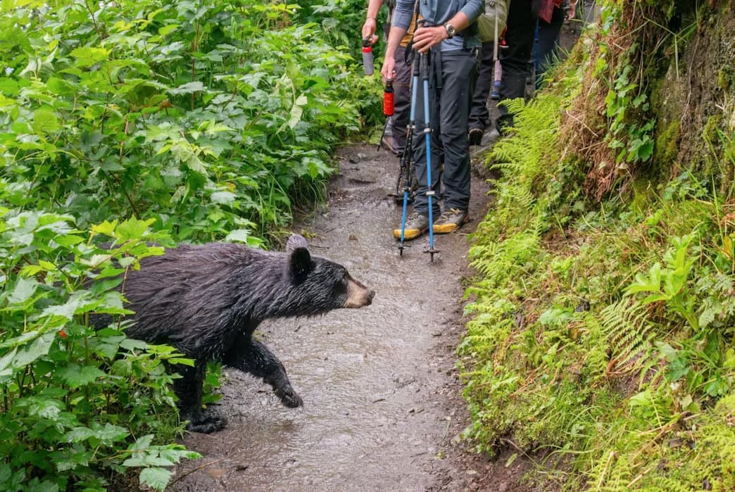 Why Black Bear Sightings Spike in Summer — What You Need To Know
