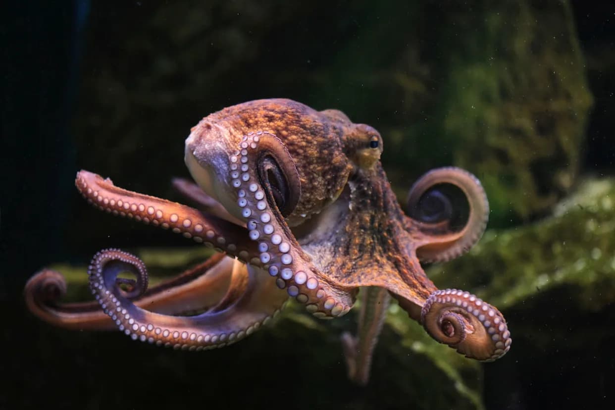 Octopuses Use Mirrors to Locate Hidden Prey — First Such Ability Seen in an Invertebrate