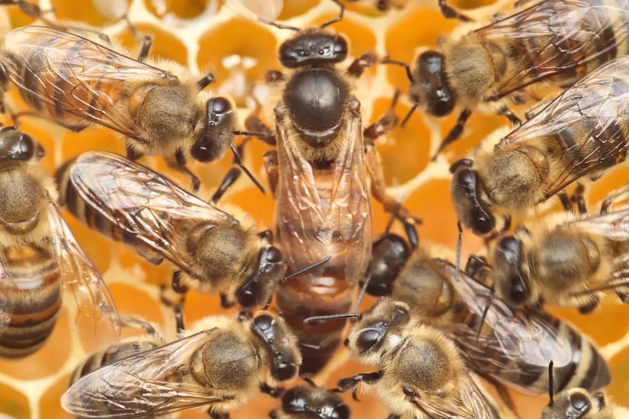 Not Just Royal Jelly: Where and Who Shape a Queen Bee