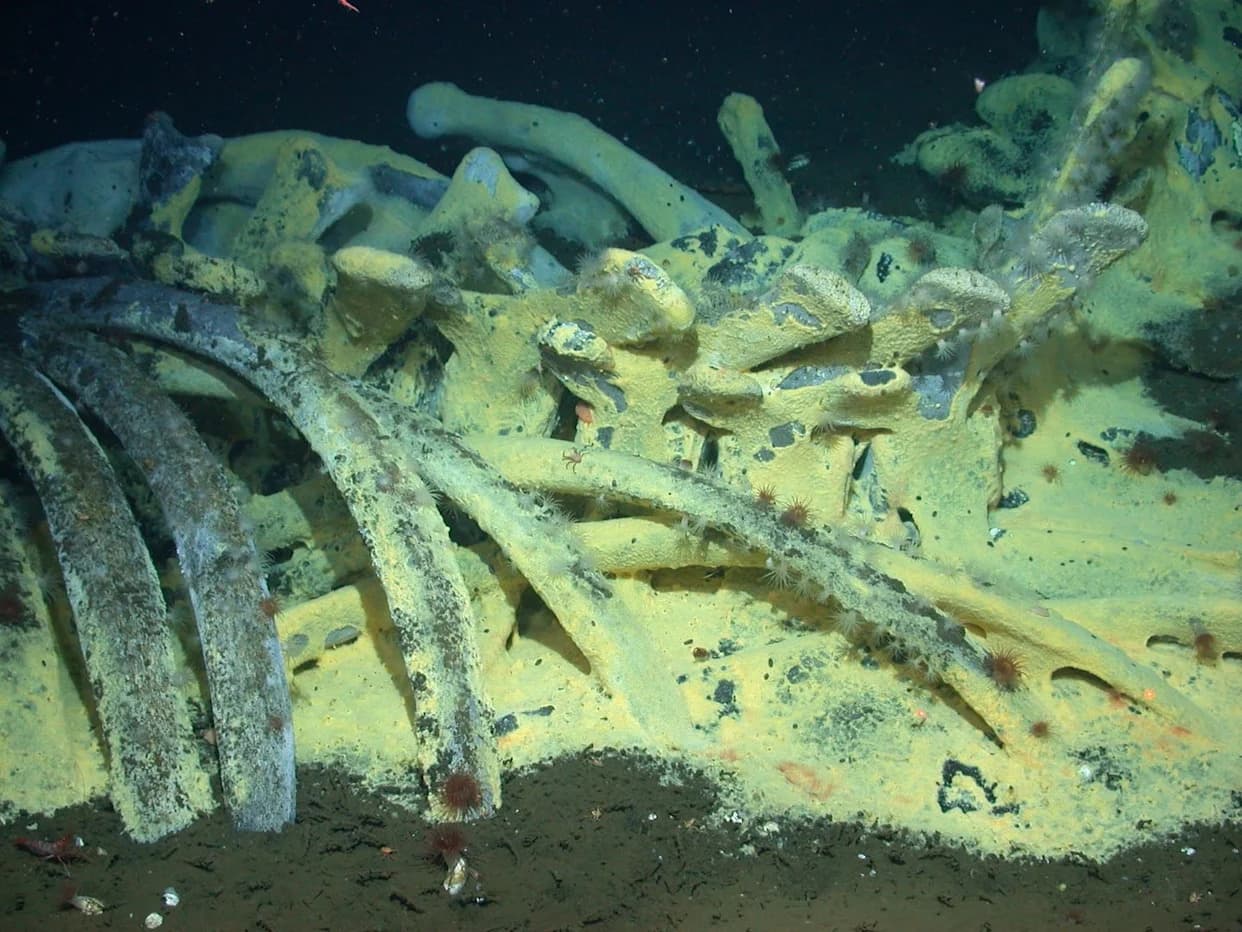 Scientists Uncover Massive Whale 'Necropolis' — 476 Fossils and the Deepest Whale Fall Recorded